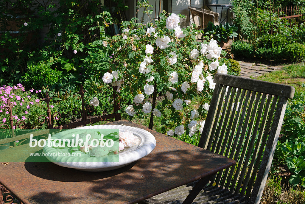 475261 - Bol blanc avec des fleurs de pivoines sur une table en fer, en arrière-plan le rosier 'Stanwell Perpetual'