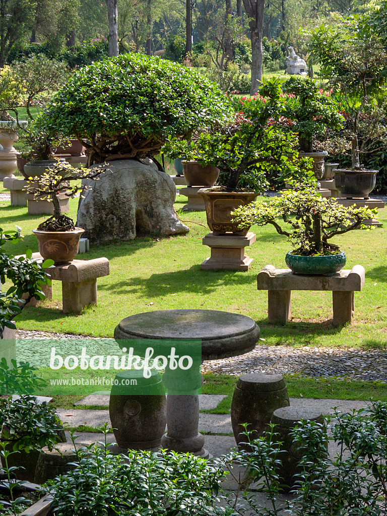 411203 - Bonsaïs, chemin de gravier, table et tabouret en pierre dans un grand jardin de bonsaïs