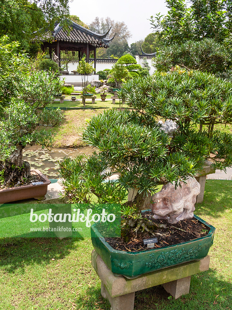 411223 - Bonsaïs dans des jardinières sur des socles en pierre avec une maison en forme de pagode, jardin de bonsaïs, Singapour