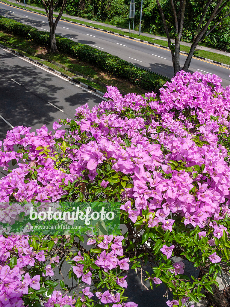 411165 - Bougainvillée (Bougainvillea)