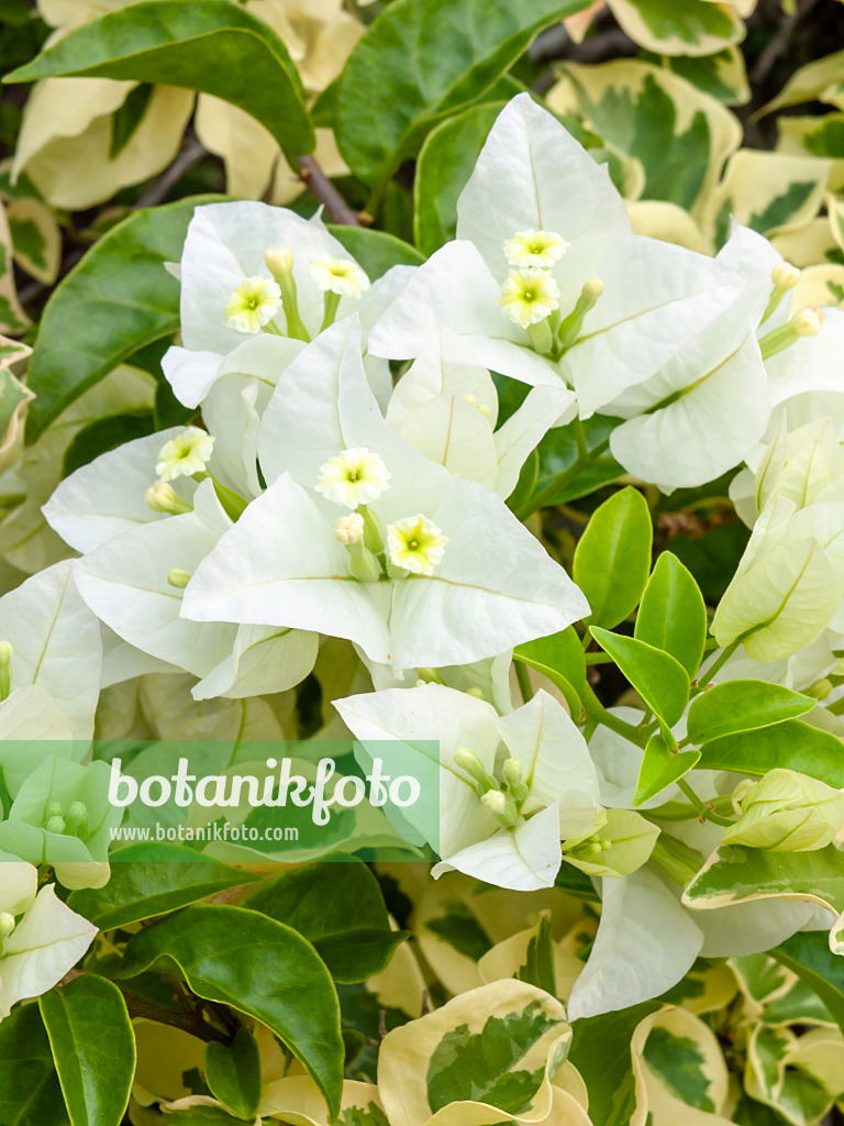 434207 - Bougainvillée (Bougainvillea)