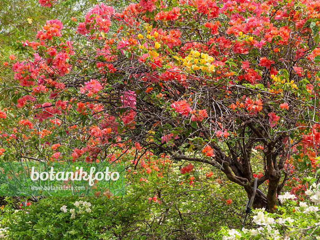 434208 - Bougainvillée (Bougainvillea)