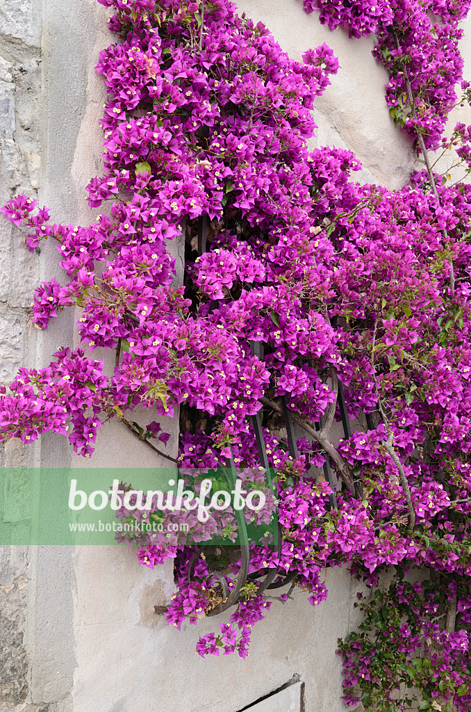 533113 - Bougainvillée (Bougainvillea)