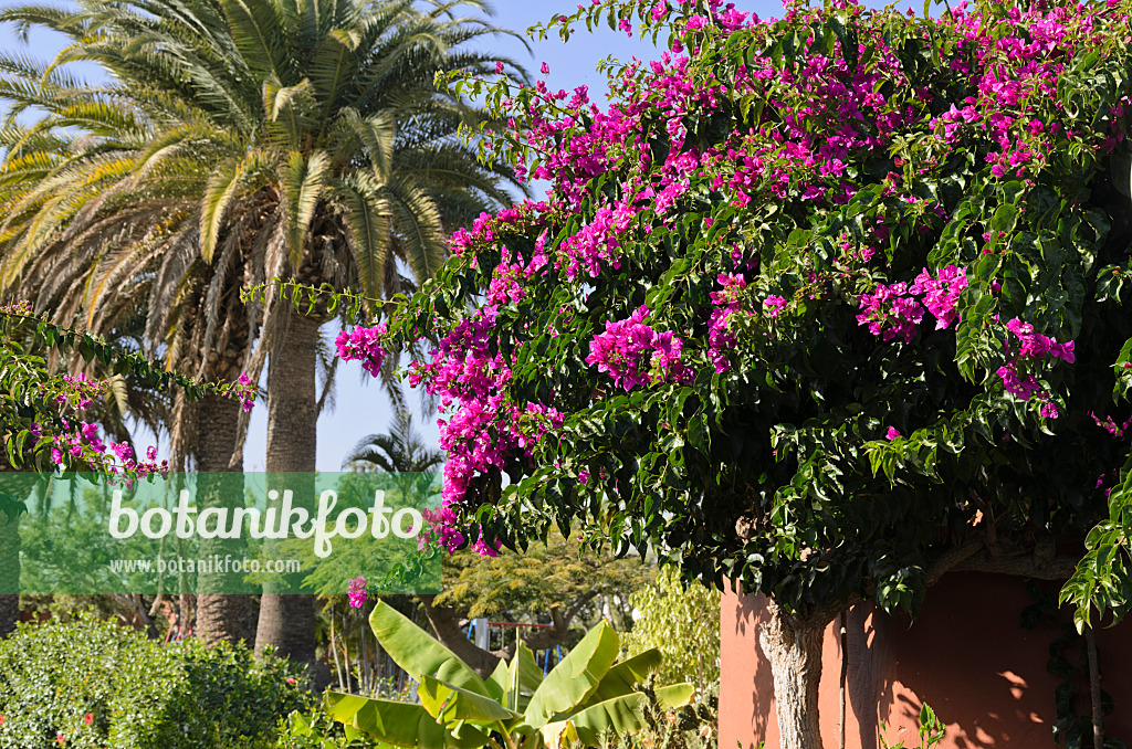 564053 - Bougainvillée (Bougainvillea)