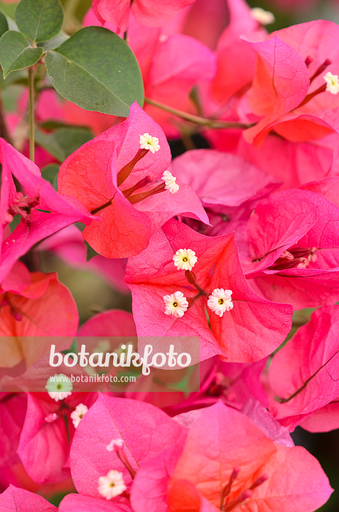 533510 - Bougainvillée (Bougainvillea x buttiana)