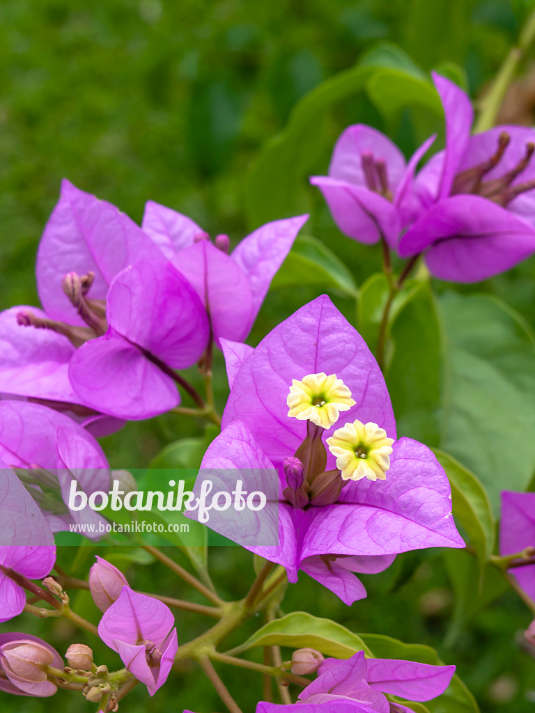 434203 - Bougainvillée (Bougainvillea glabra 'Choisy')