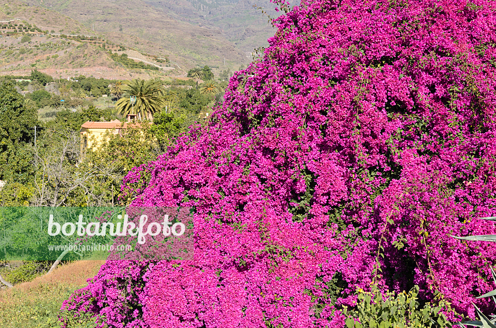 564070 - Bougainvillée (Bougainvillea), Gran Canaria, Espagne