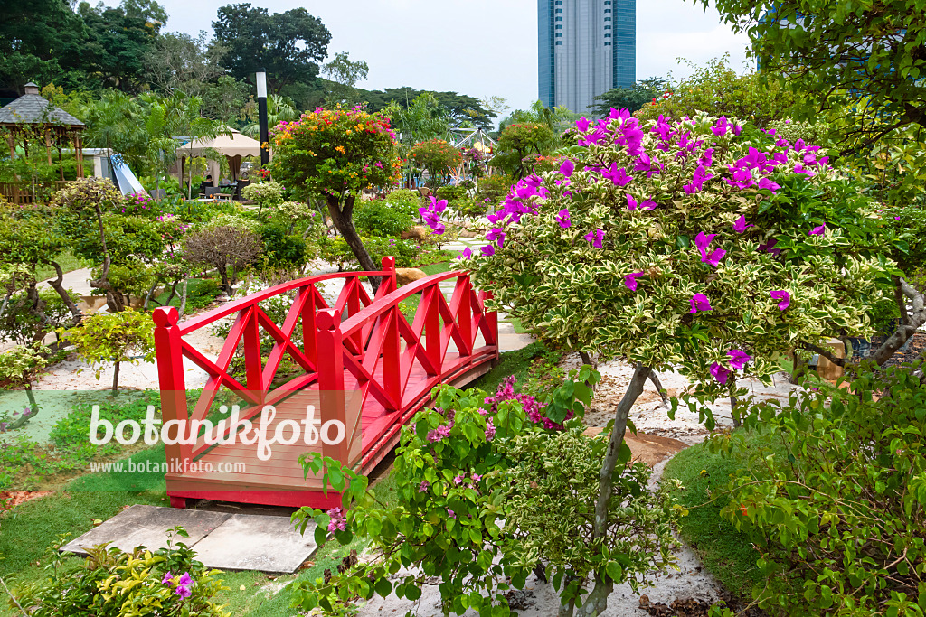 455410 - Bougainvillée (Bougainvillea), HortPark, Singapour