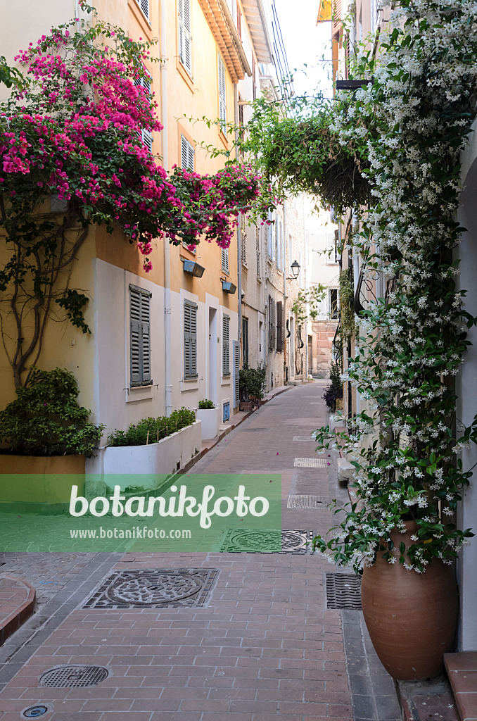 569043 - Bougainvillée (Bougainvillea) et jasmin étoilé (Trachelospermum) dans une ruelle de la vieille ville, Antibes, France