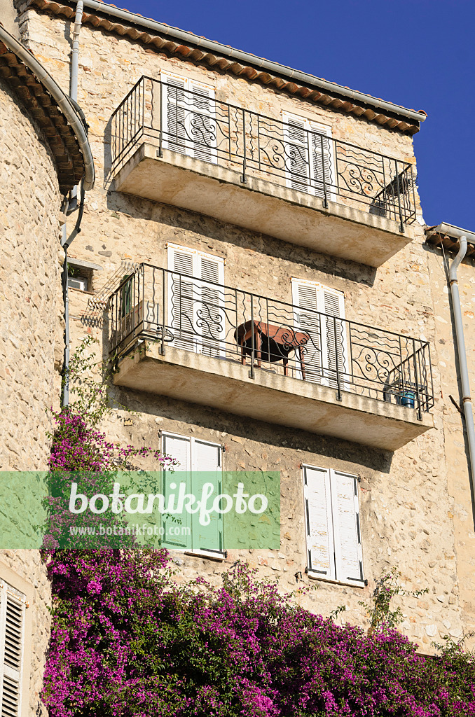 569042 - Bougainvillée (Bougainvillea) sur une vieille maison de ville, Antibes, France