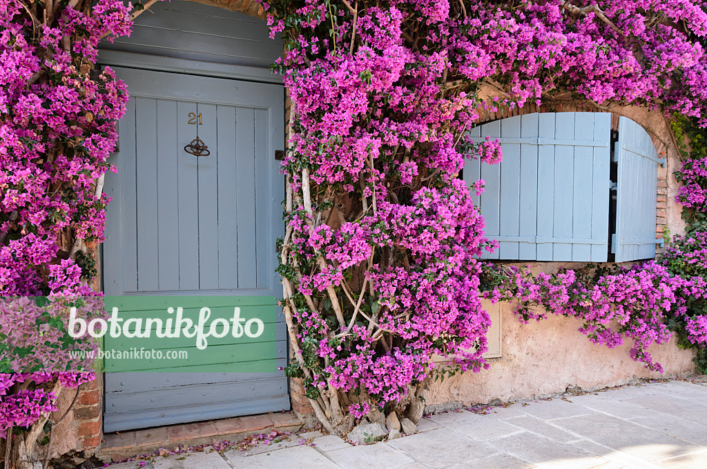 569056 - Bougainvillée (Bougainvillea) sur une vieille maison de ville, Grimaud, France