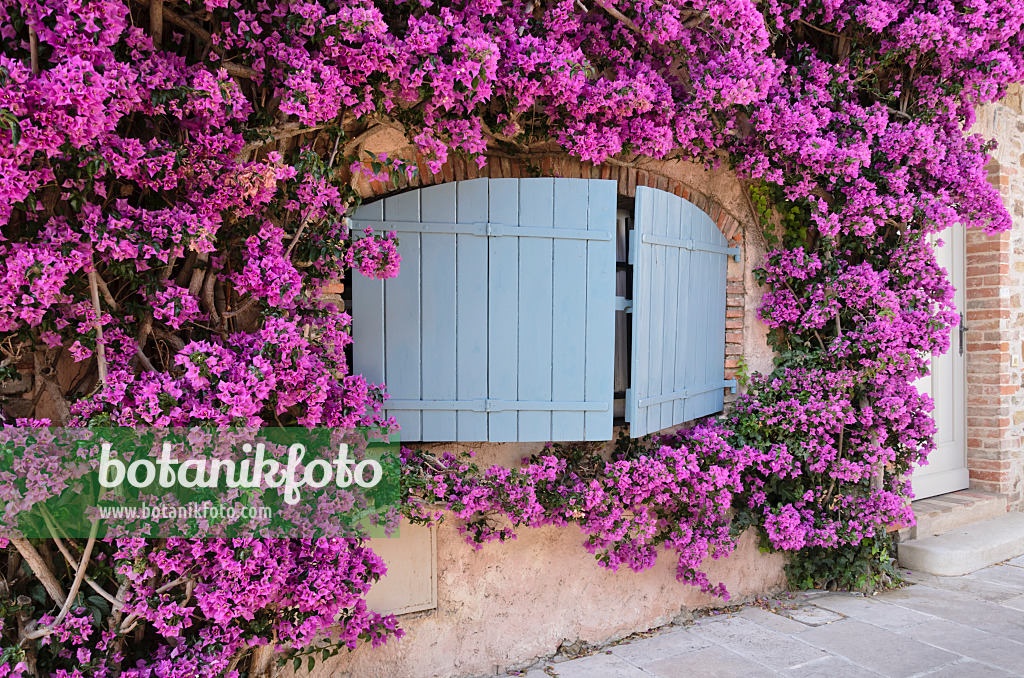 569057 - Bougainvillée (Bougainvillea) sur une vieille maison de ville, Grimaud, France