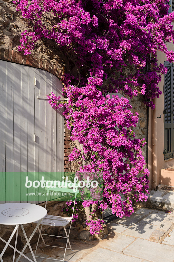 569060 - Bougainvillée (Bougainvillea) sur une vieille maison de ville, Grimaud, France