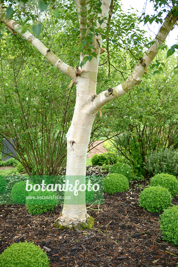 547076 - Bouleau d'Erman (Betula ermanii 'Grayswood Hill')