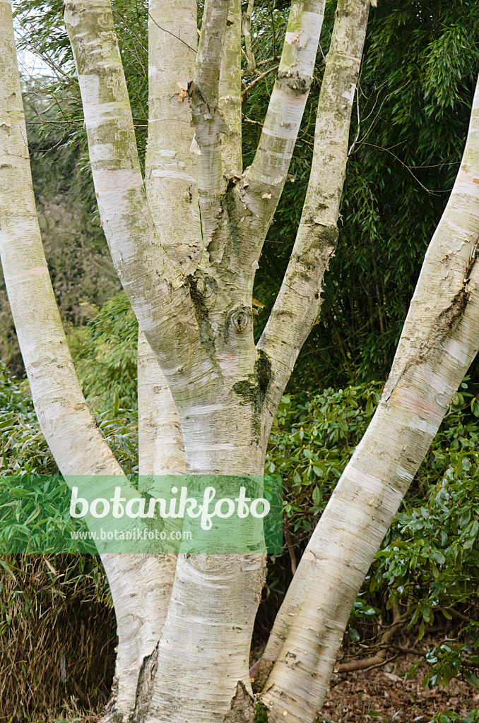 553033 - Bouleau d'Erman (Betula ermanii var. subcordata)