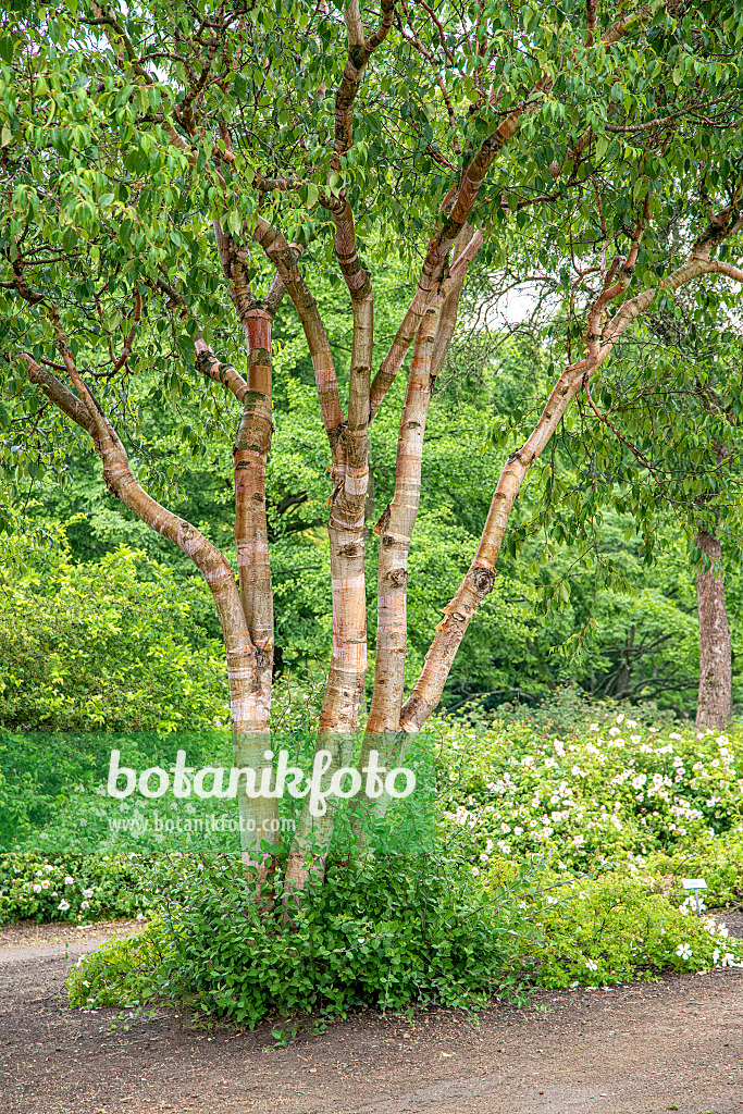 607018 - Bouleau de Chine (Betula albosinensis var. septentrionales)