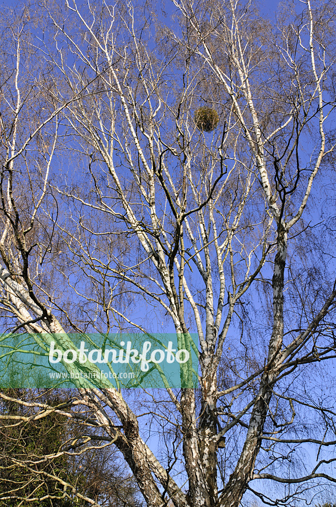 492029 - Bouleau verruqueux (Betula pendula)