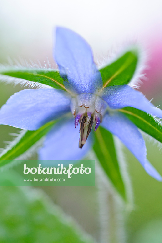 476059 - Bourrache officinale (Borago officinalis)