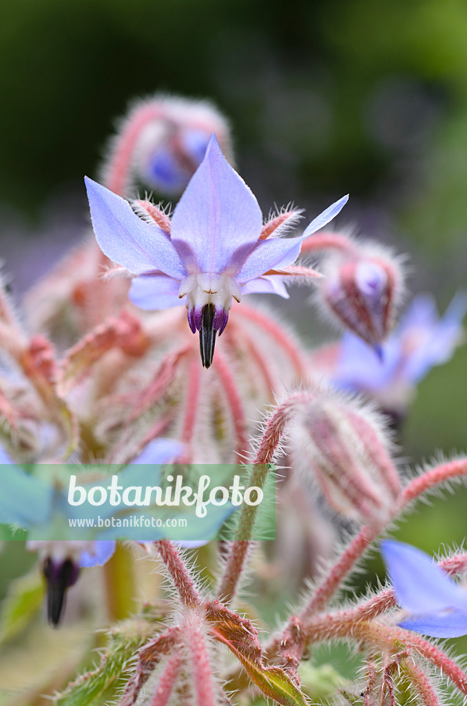 498008 - Bourrache officinale (Borago officinalis)