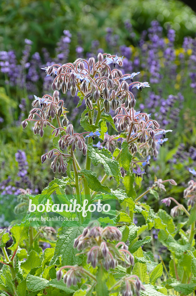 498009 - Bourrache officinale (Borago officinalis)