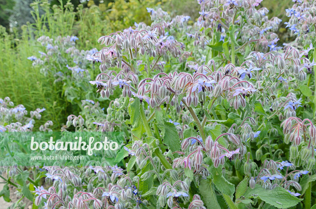 498041 - Bourrache officinale (Borago officinalis)