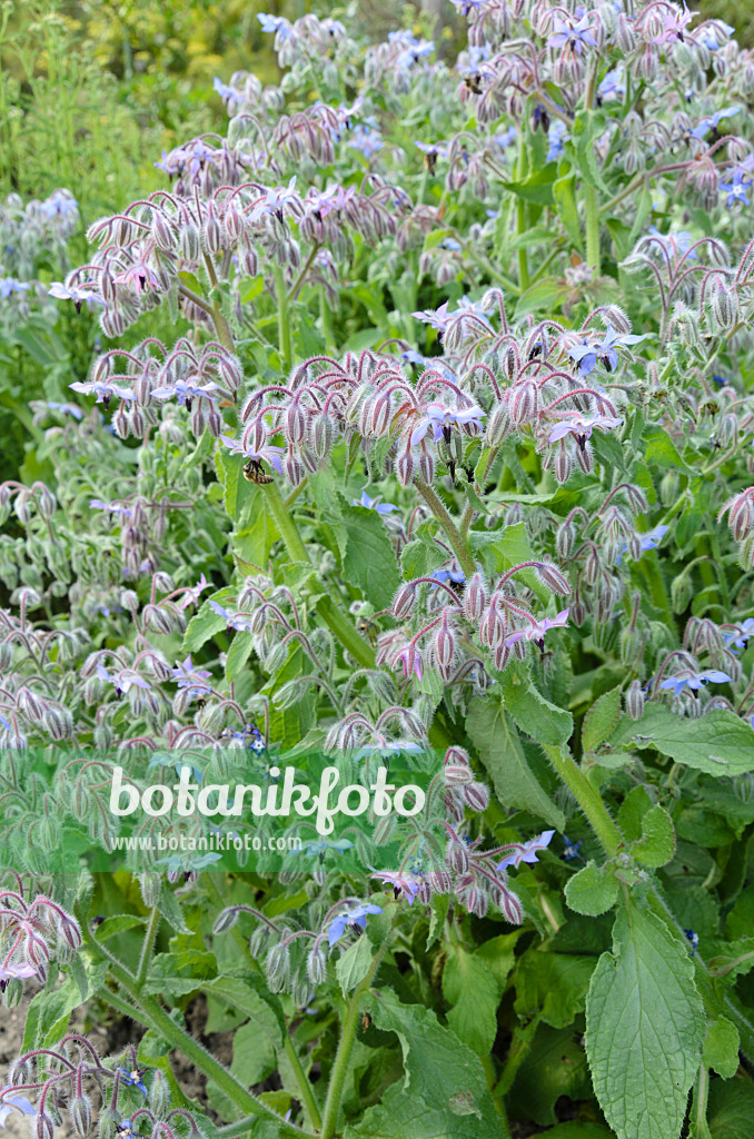 498042 - Bourrache officinale (Borago officinalis)