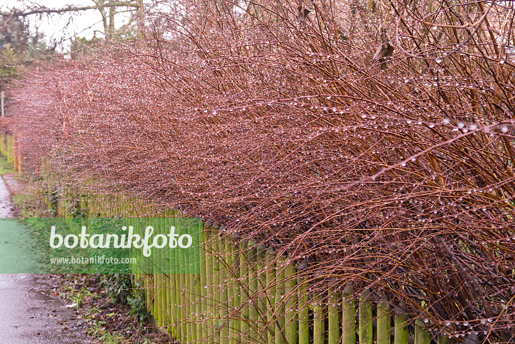 578023 - Branches chauves avec gouttes de pluie