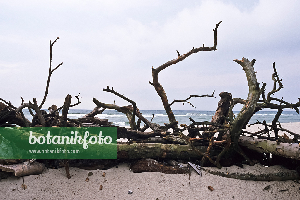 369009 - Branches sur la plage, parc national du lagon de Poméranie occidentale, Allemagne