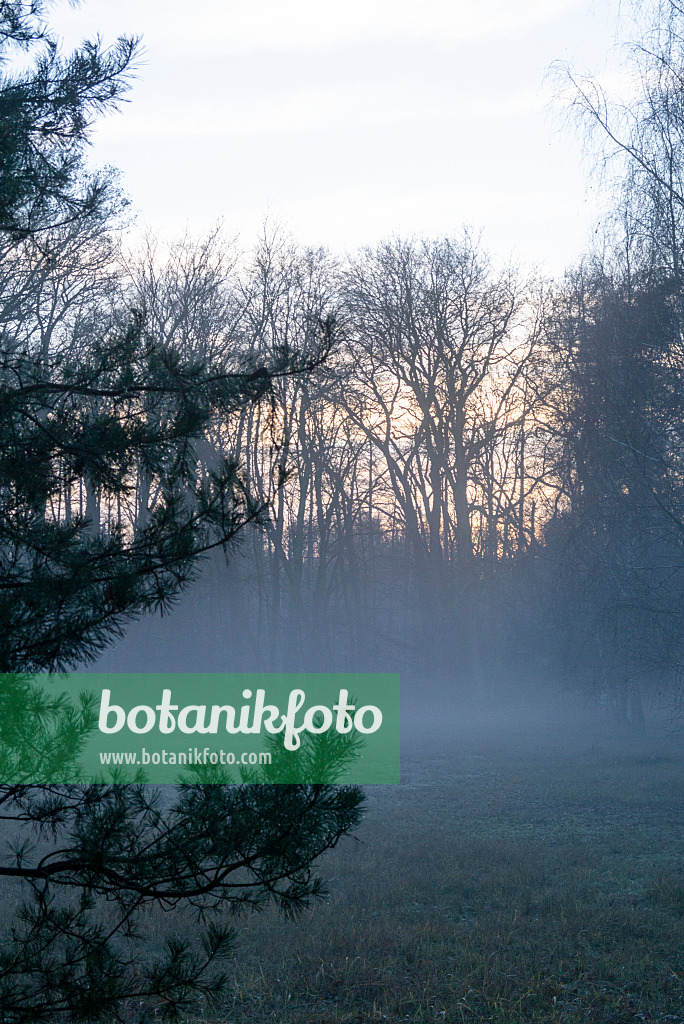 625072 - Brouillard au sol à la lisière de la forêt