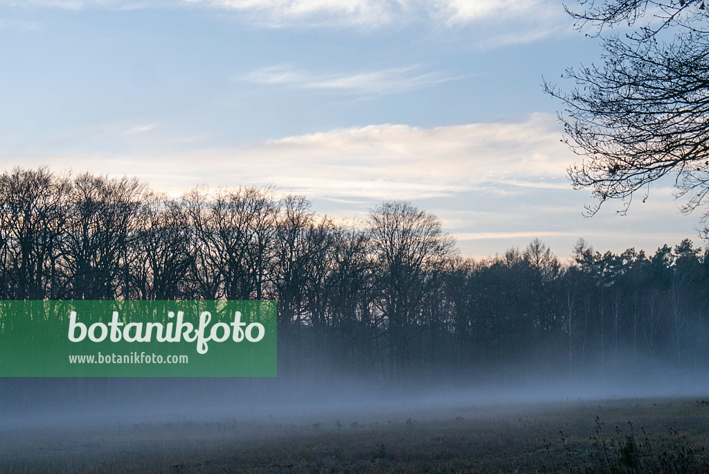 625073 - Brouillard au sol à la lisière de la forêt