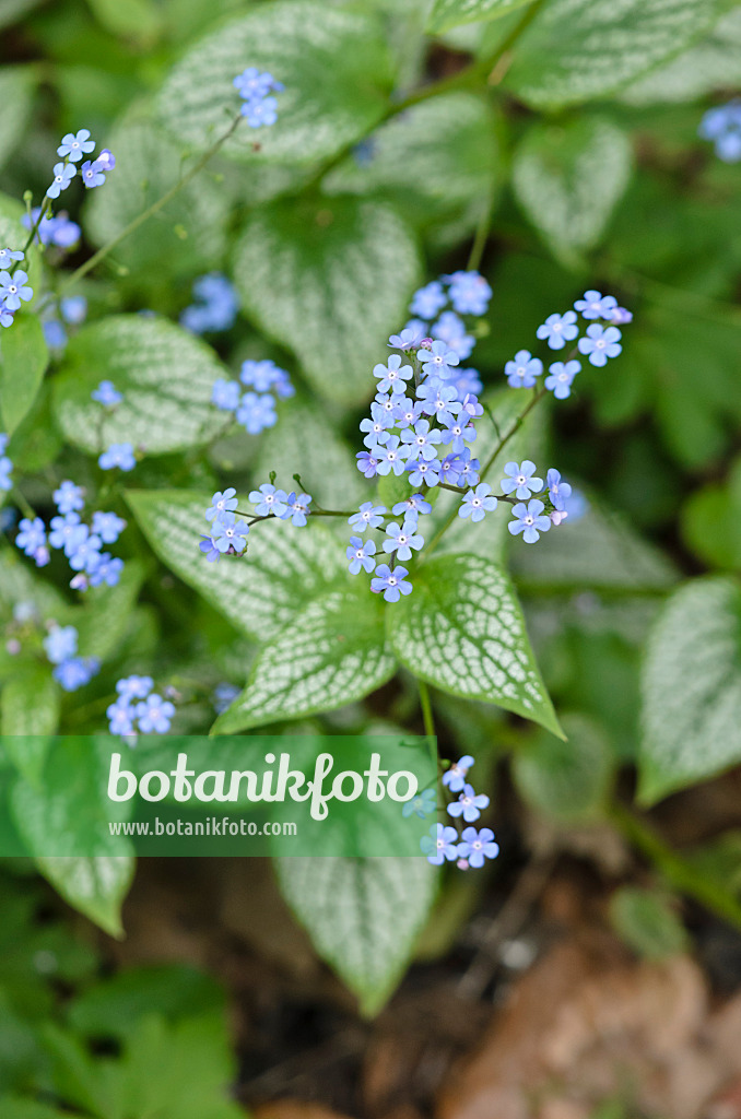 531196 - Brunnère à grandes feuilles (Brunnera macrophylla 'Jack Frost' syn. Myosotis macrophylla 'Jack Frost')