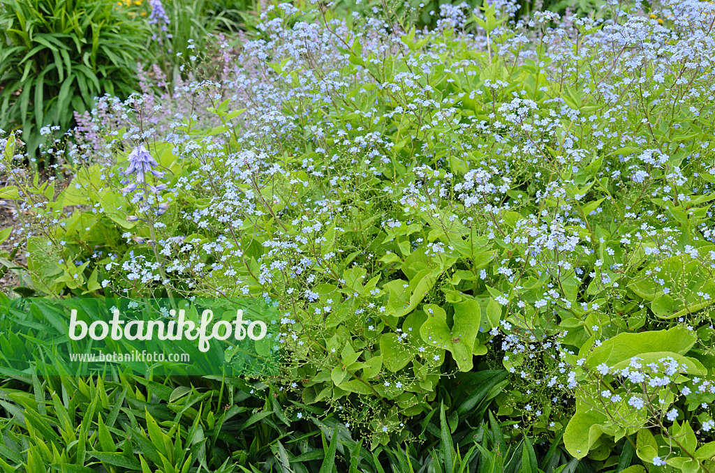 544138 - Brunnère à grandes feuilles (Brunnera macrophylla syn. Myosotis macrophylla)