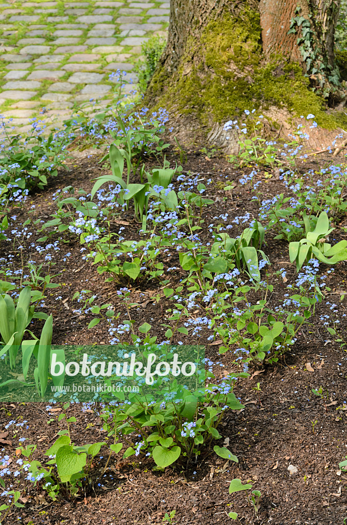 555060 - Brunnère à grandes feuilles (Brunnera macrophylla syn. Myosotis macrophylla)