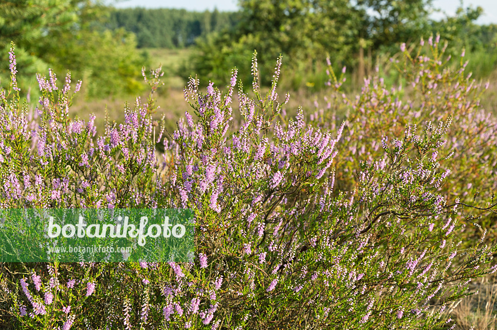 511052 - Bruyère (Calluna vulgaris)