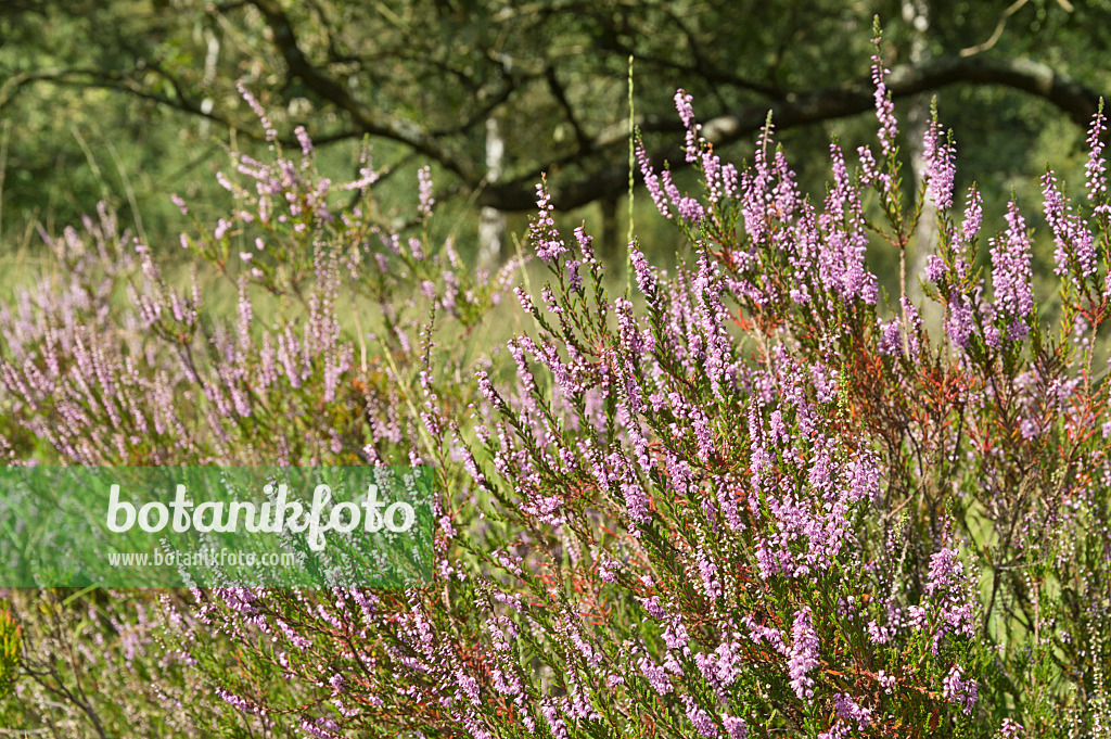 511275 - Bruyère (Calluna vulgaris)