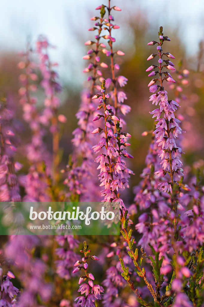 511344 - Bruyère (Calluna vulgaris)