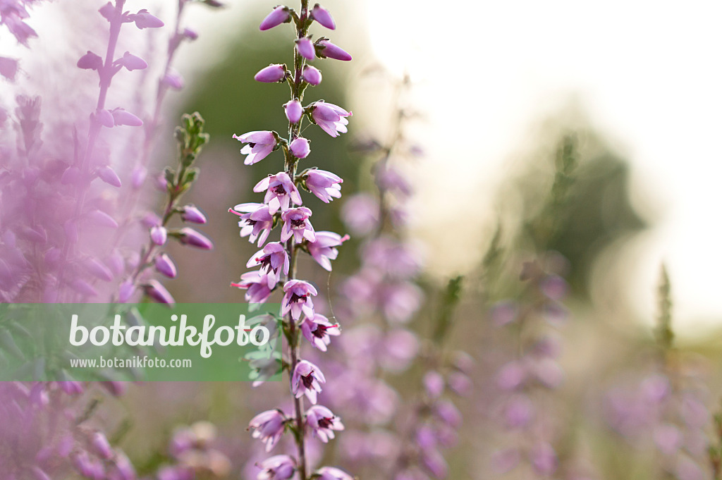 512004 - Bruyère (Calluna vulgaris)