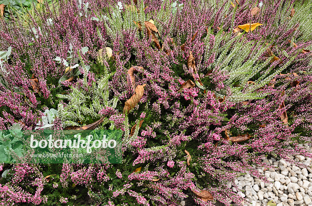 524050 - Bruyère (Calluna vulgaris)