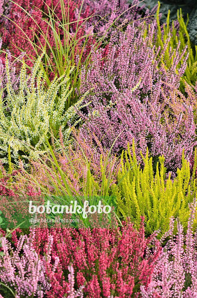 536141 - Bruyère (Calluna vulgaris)