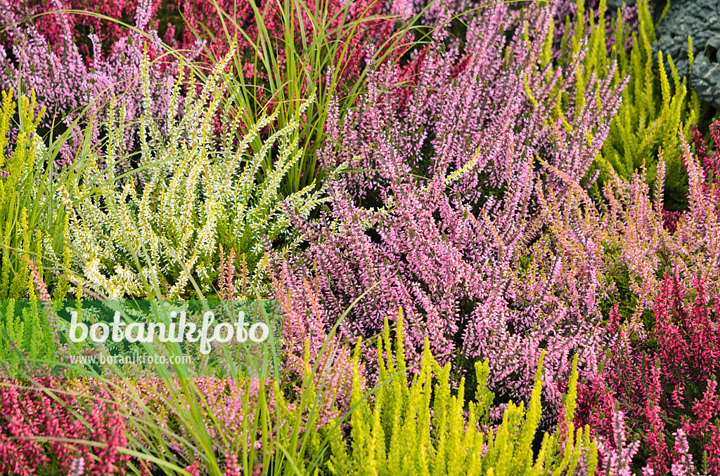 536142 - Bruyère (Calluna vulgaris)