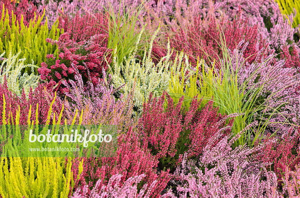 536145 - Bruyère (Calluna vulgaris)