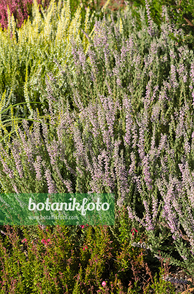 547382 - Bruyère (Calluna vulgaris 'Garden Girls Silvana')