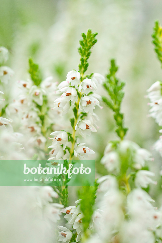 489007 - Bruyère (Calluna vulgaris 'Kerstin Jacke')