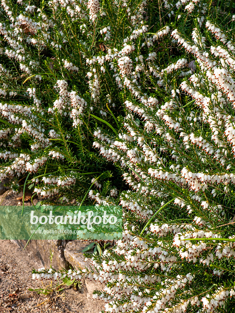 424126 - Bruyère des neiges (Erica carnea 'Snow Queen' syn. Erica herbacea 'Snow Queen')