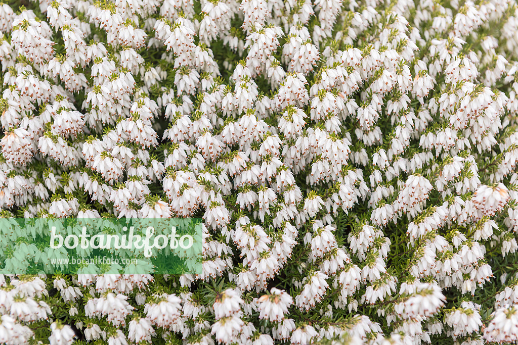 616205 - Bruyère des neiges (Erica carnea 'Snow Queen' syn. Erica herbacea 'Snow Queen')