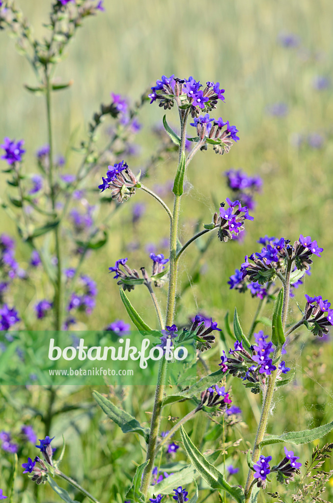 521025 - Buglosse officinale (Anchusa officinalis)