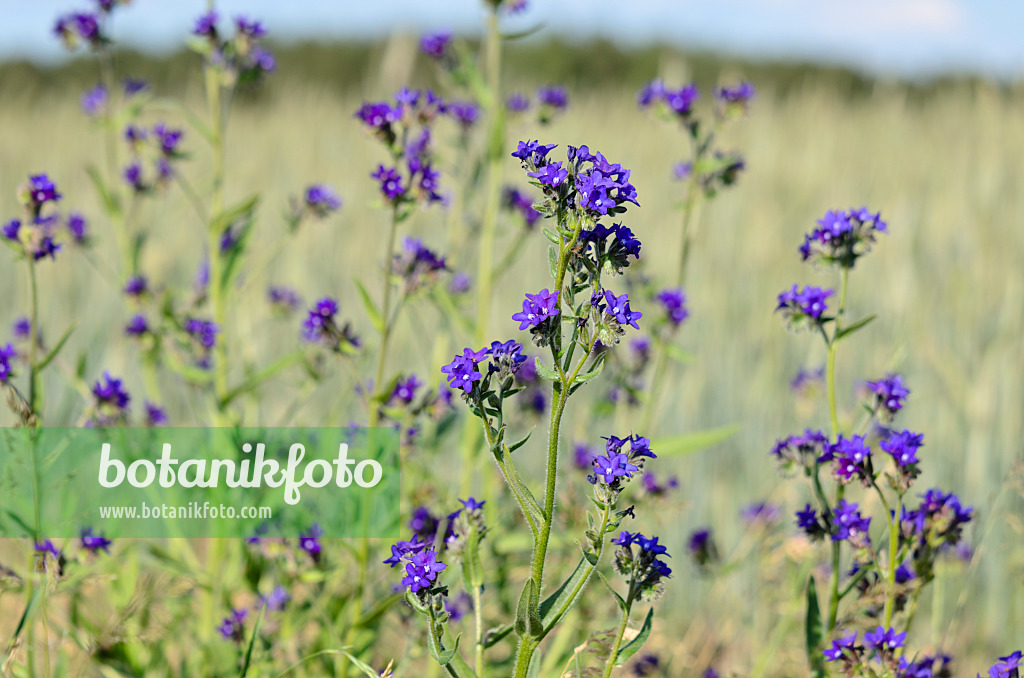 521028 - Buglosse officinale (Anchusa officinalis)