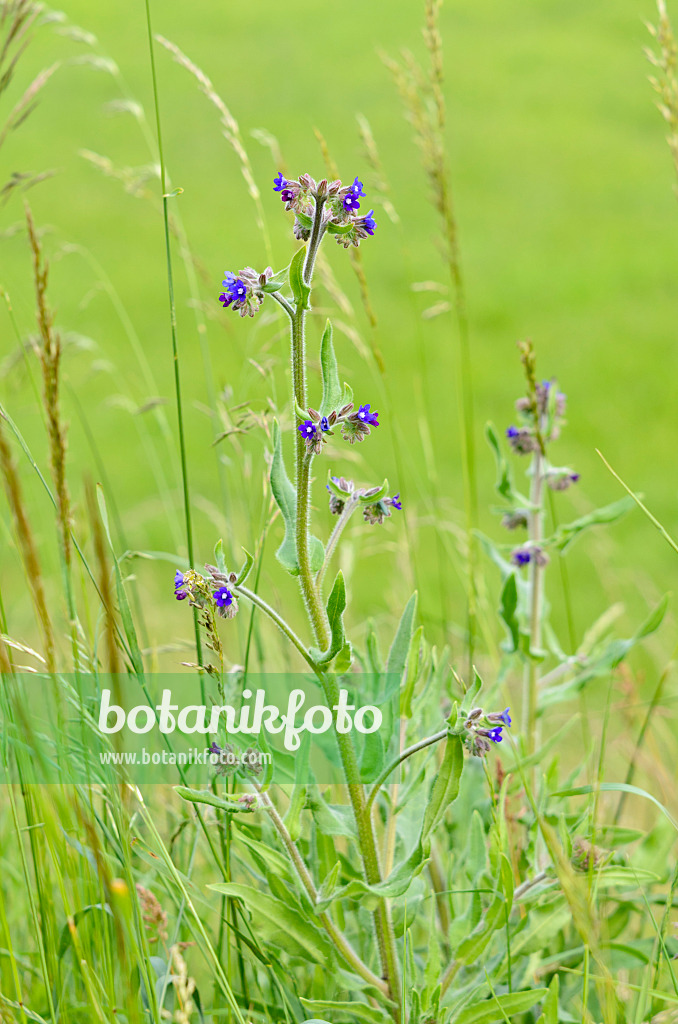 545036 - Buglosse officinale (Anchusa officinalis)