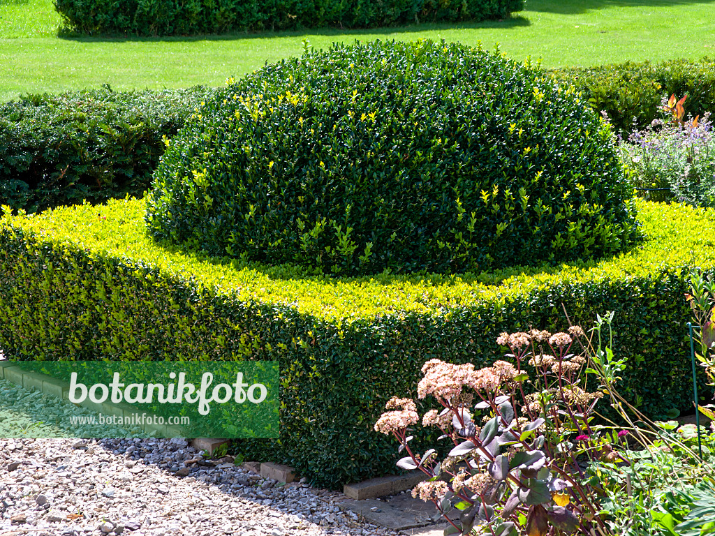 463109 - Buis commun (Buxus sempervirens) en forme de boule