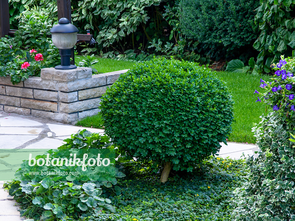 463143 - Buis commun (Buxus sempervirens) en forme de boule